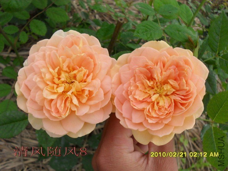 �ƽ����2 (6).jpg