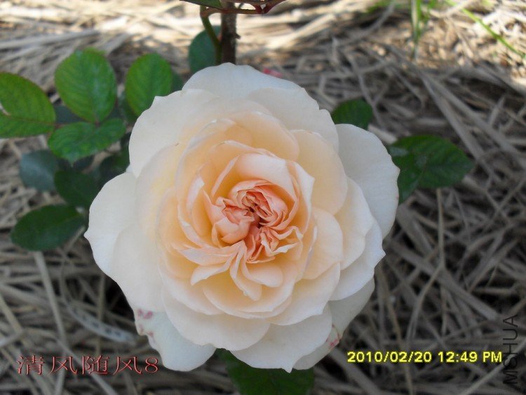 ����� (1).jpg