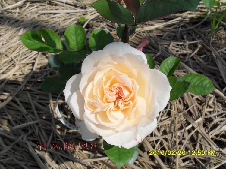 ����� (4).jpg