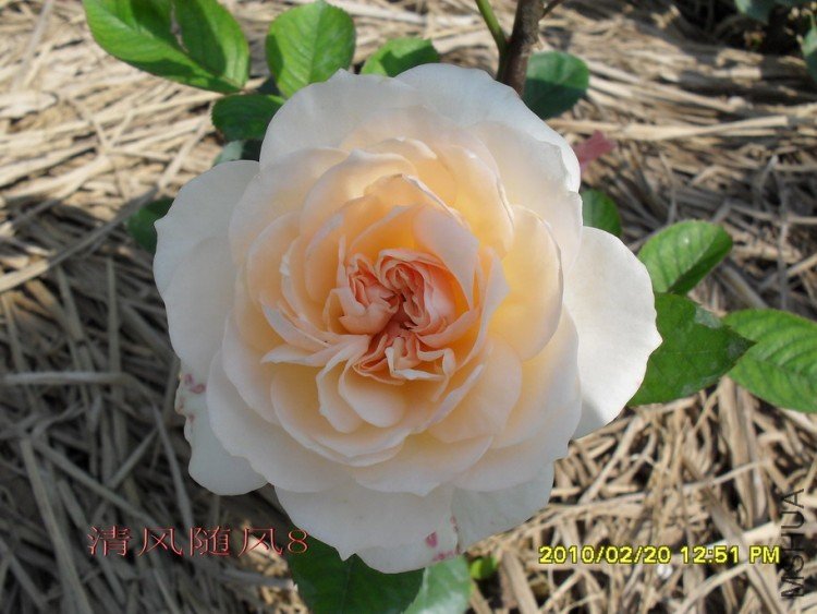 ����� (7).jpg