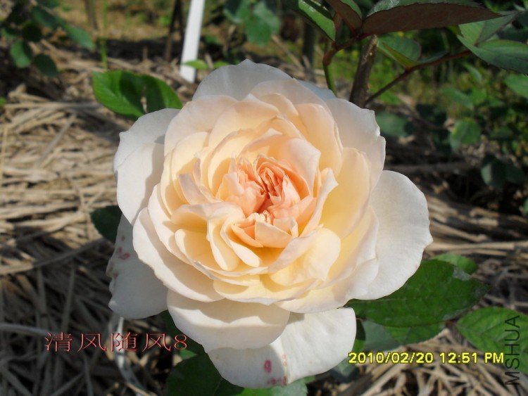 ����� (6).jpg