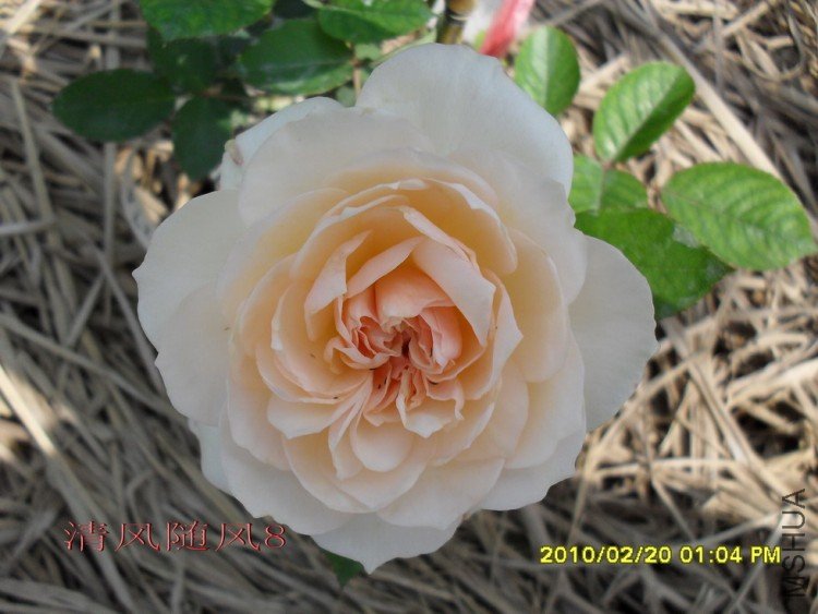 ����� (8).jpg