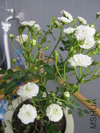 ������С IMG_3196.jpg