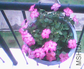 IMG0058A.jpg