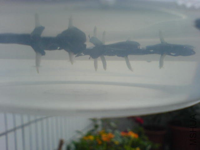DSC04117.JPG