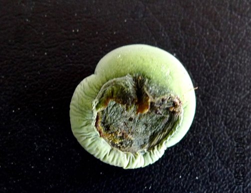 P1000131.jpg