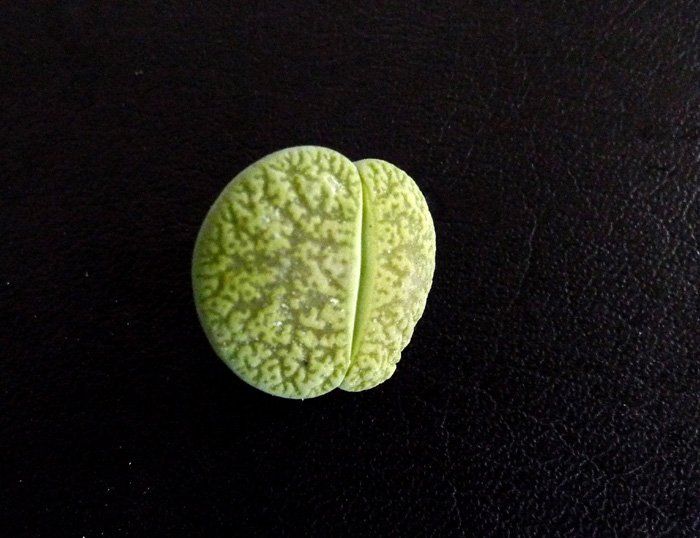 P1000132x.jpg