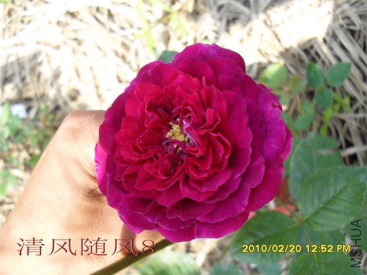 ��˹����1 (1).jpg