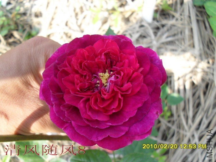 ��˹����1 (2).jpg