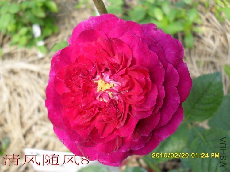 ��˹����1 (4).jpg