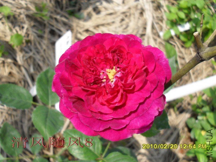 ��˹����1 (3).jpg