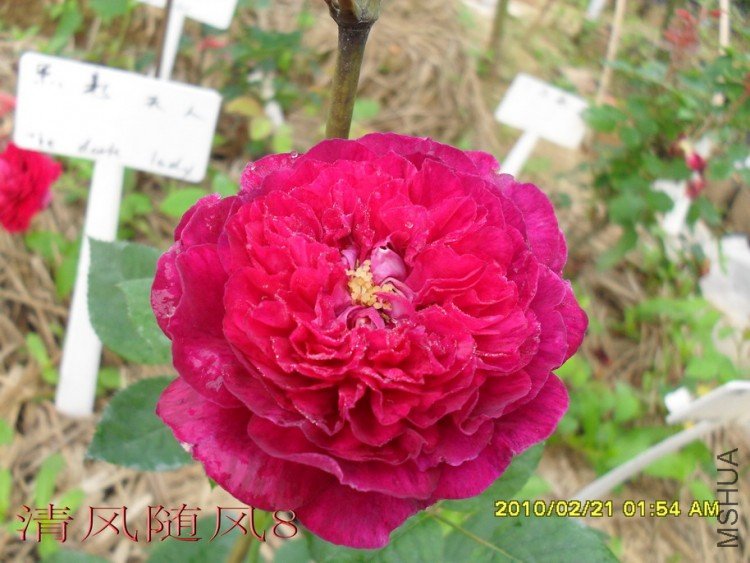 ��˹����1 (6).jpg