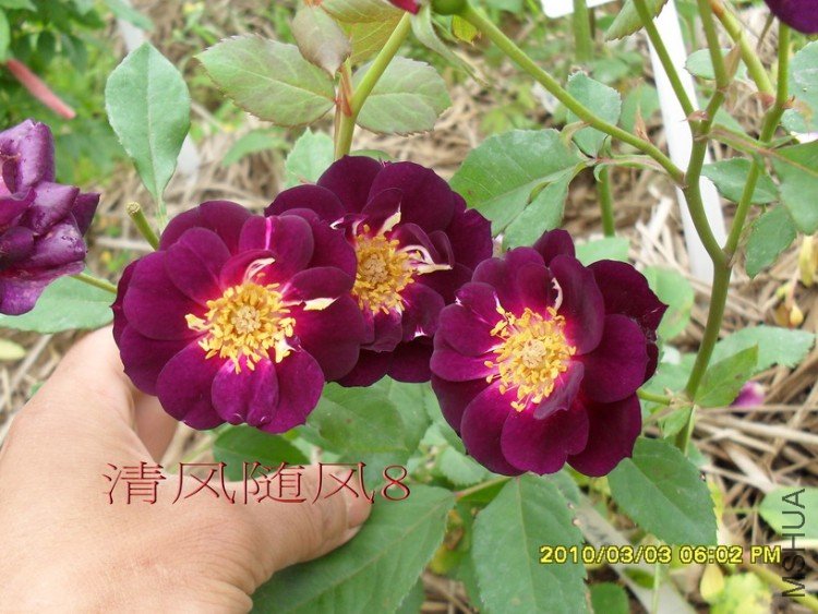 ����֮ҹ11 (8).jpg