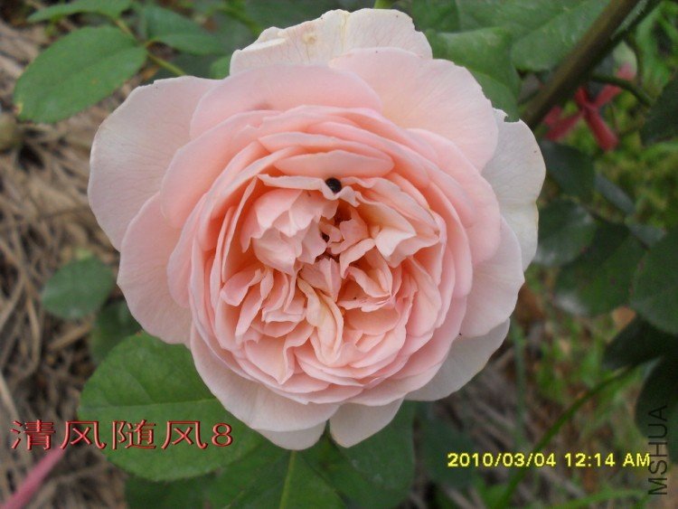 ���۵�����Ҷ11 (1).jpg