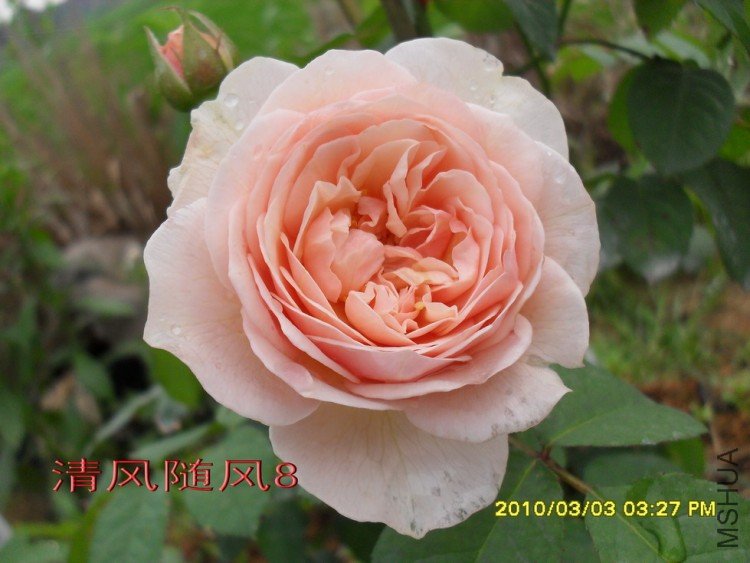 ���۵�����Ҷ11 (2).jpg