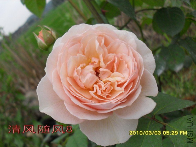 ���۵�����Ҷ11 (3).jpg