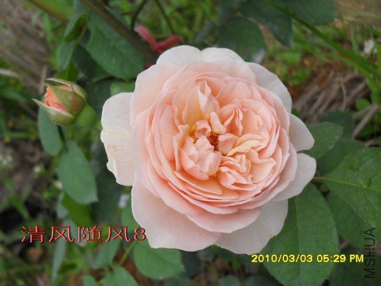 ���۵�����Ҷ11 (4).jpg