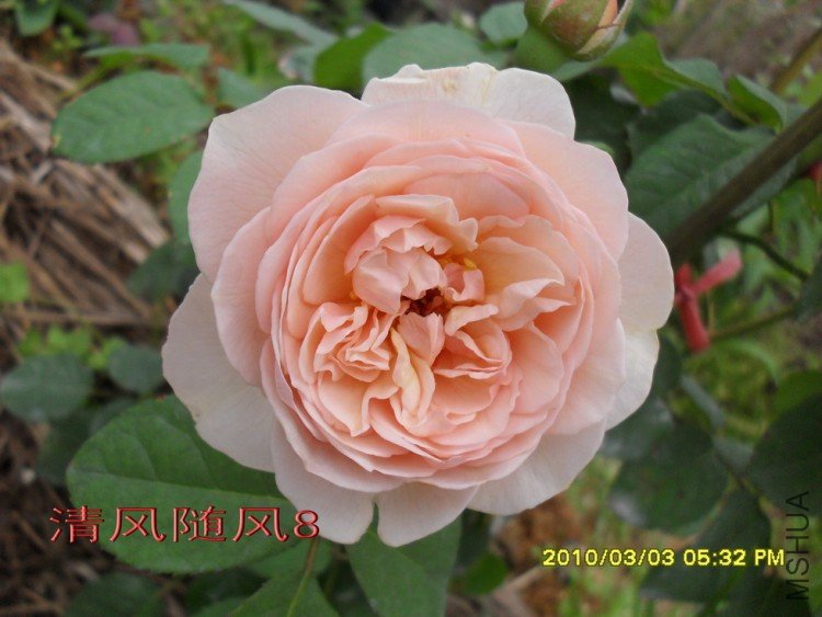 ���۵�����Ҷ11 (5).jpg