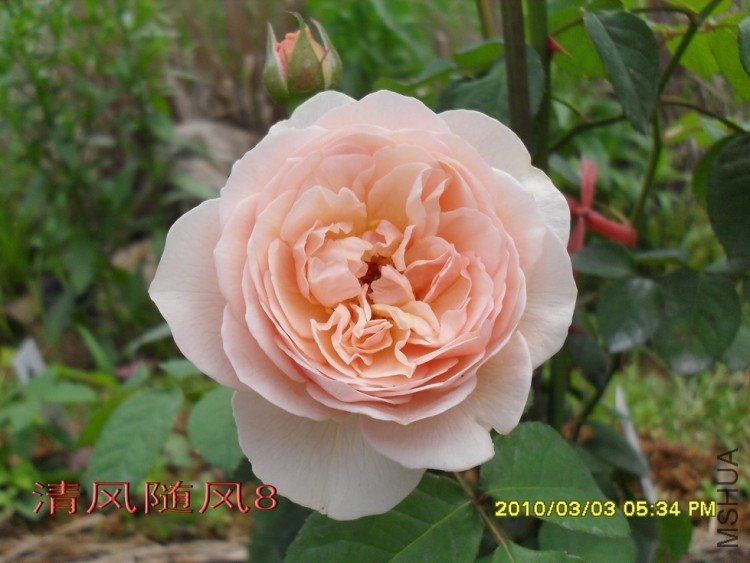 ���۵�����Ҷ11 (6).jpg