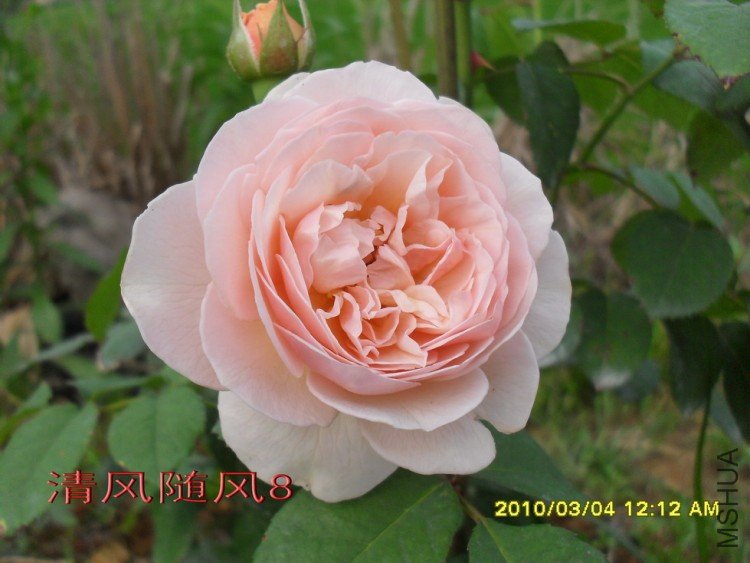 ���۵�����Ҷ11 (9).jpg