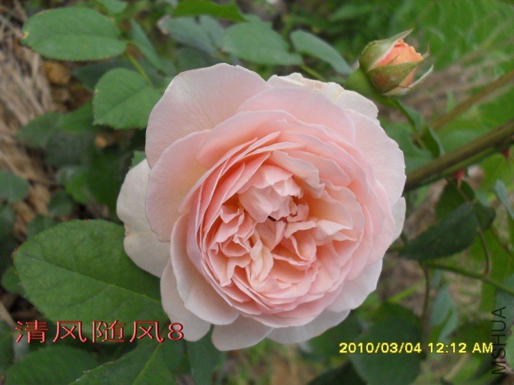 ���۵�����Ҷ11 (8).jpg