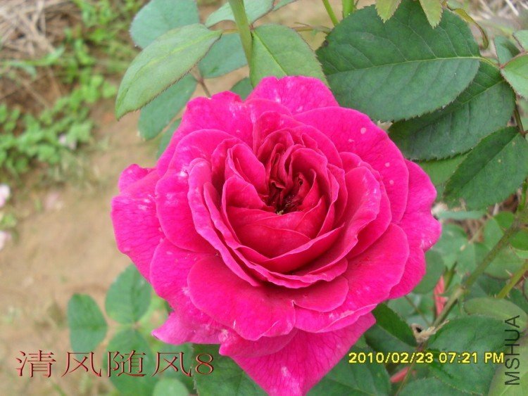 ����.ɯʿ����200 (2).jpg