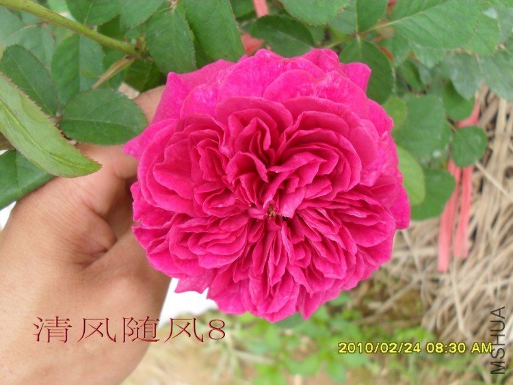 ����.ɯʿ����200 (5).jpg