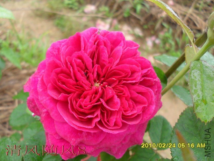 ����.ɯʿ����200 (4).jpg