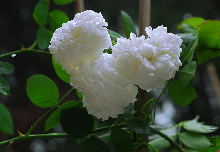 DSC_0455.jpg