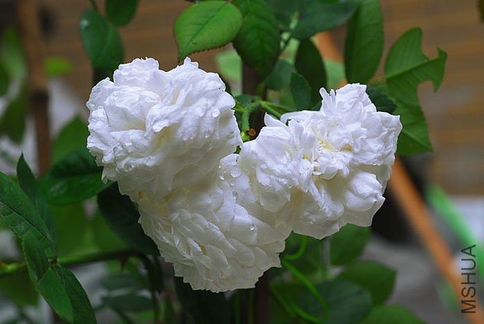 DSC_0452.jpg