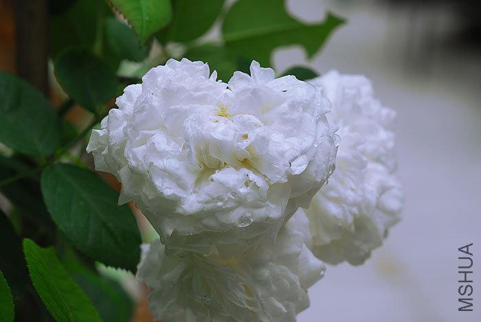 DSC_0451.jpg