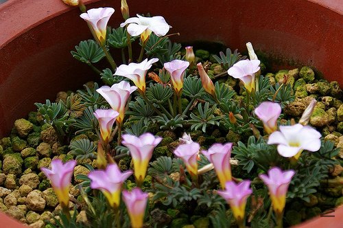 autumn pink-������