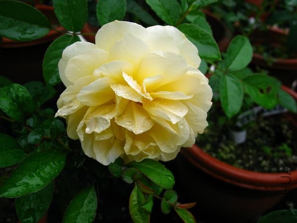 nEO_IMG_IMG_0021.jpg
