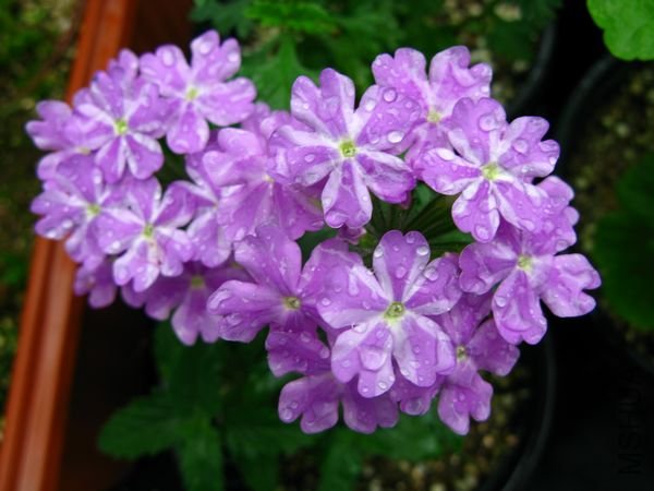 nEO_IMG_IMG_0020.jpg