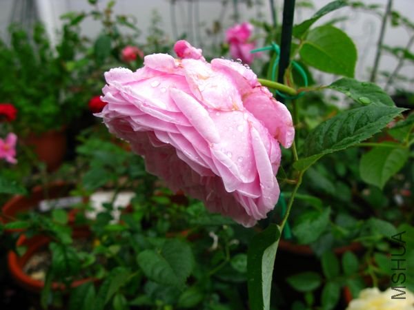 nEO_IMG_IMG_0019.jpg