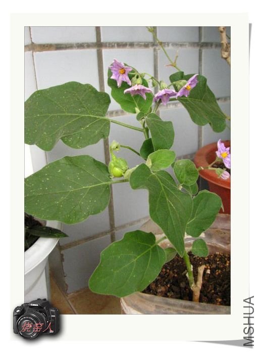 Խ������