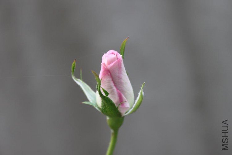 IMG_7249.jpg