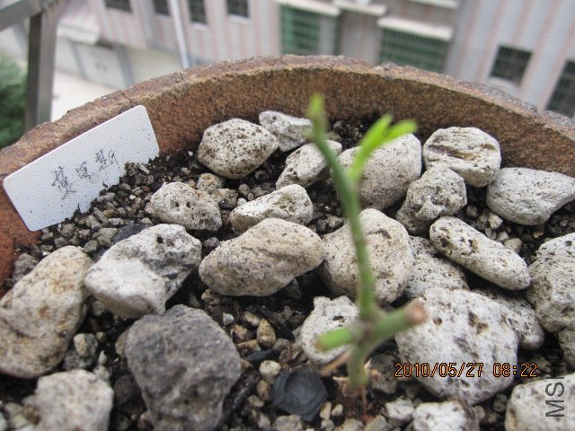 IMG_1155.JPG