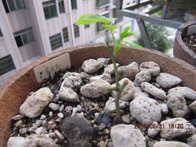 IMG_1170.JPG