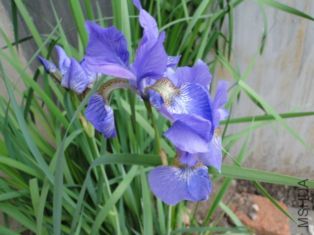 DSC01288.JPG