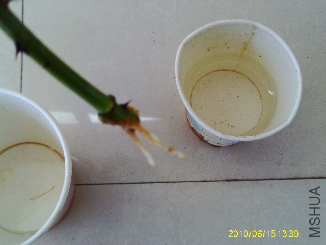 IMAG0195.JPG