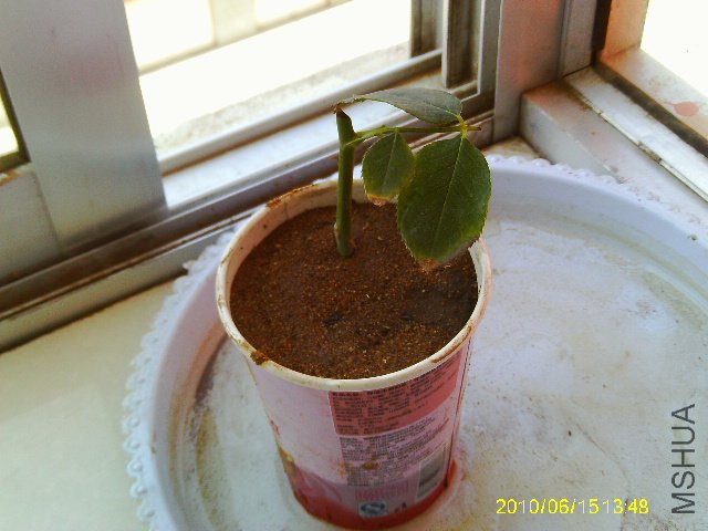 IMAG0196.JPG