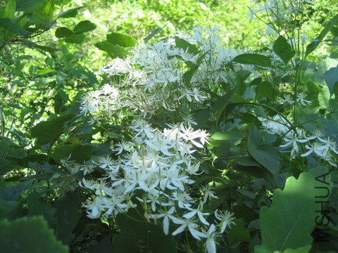 IMG_2325_����.jpg
