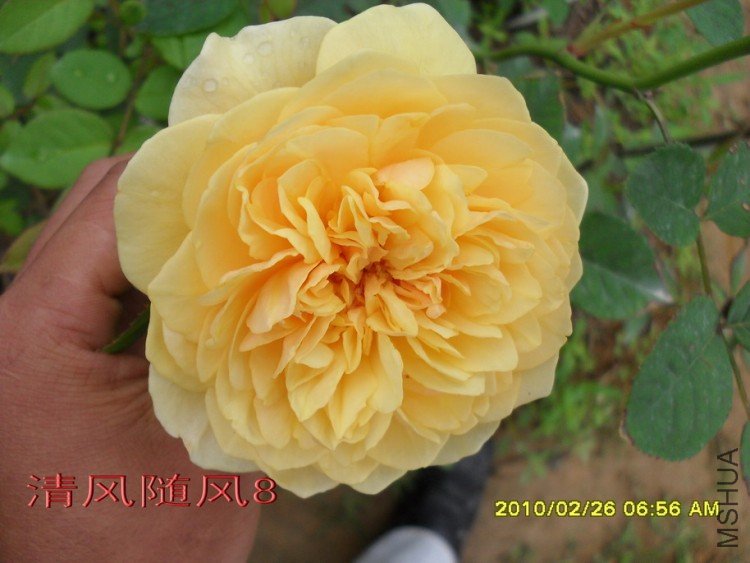 ���׺�ķ.����˹11 (5).jpg