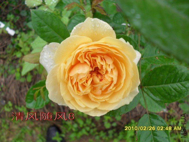 ���׺�ķ.����˹11 (3).jpg