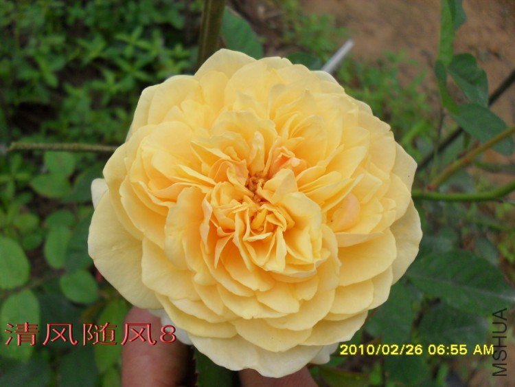 ���׺�ķ.����˹11 (4).jpg