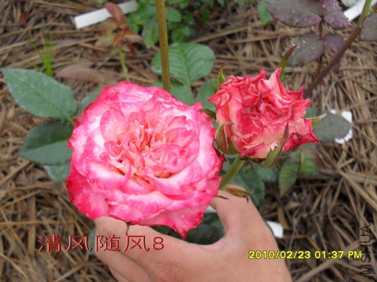 ����������13 (2).jpg