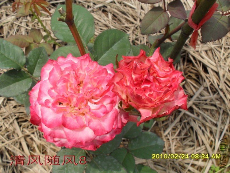 ����������13 (4).jpg