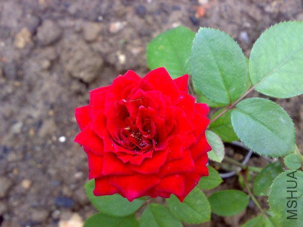 20060101388.jpg