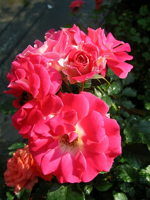 �������� (1).JPG